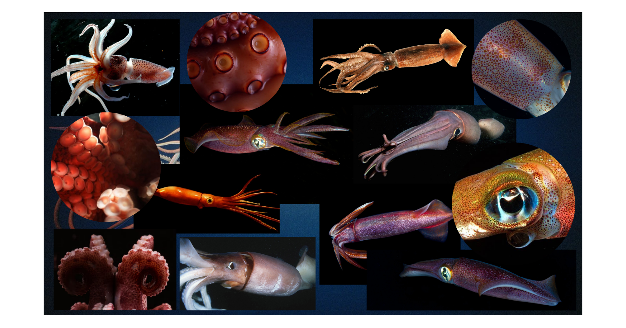 Marine life — visual research