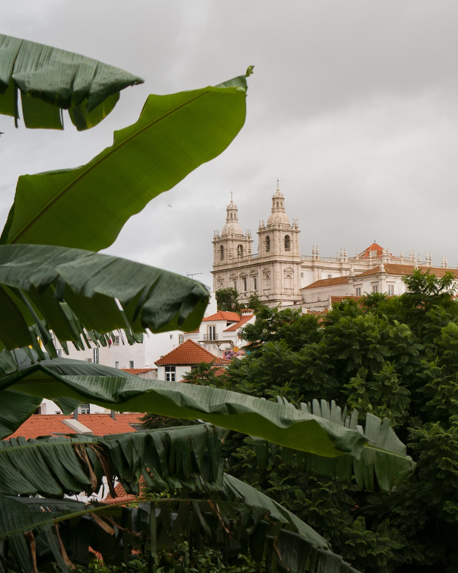 Portuguese architecture and church towers framed by large green leaves